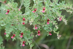 Indigofera mysorensis